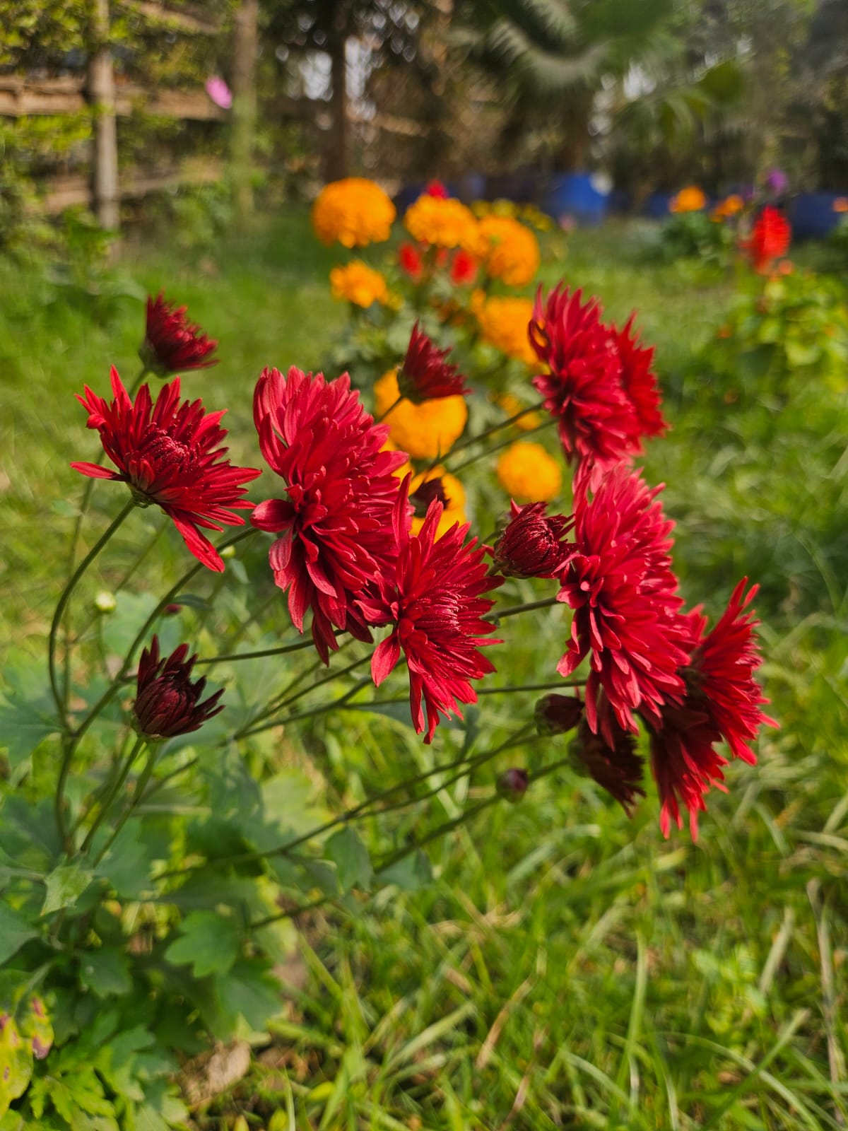 Red chrysanthemums